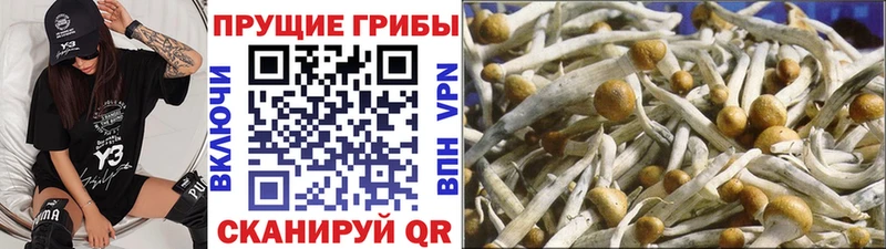 Галлюциногенные грибы мицелий  Заречный 